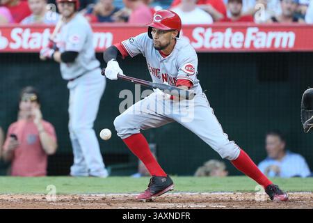 31 août 2016 : Billy Hamilton #6, joueur du centre des Cincinnati Reds, pose un parfait sac de sacrifice dans le match entre les Cincinnati Reds et les Los Angeles Angels d'Anaheim, Angel Stadium à Anaheim, CA, photographe : Peter Joneleit(Credit image : &copy ; Peter Joneleit/Cal Sport Media/Cal Sport Media via ZUMA Wire) Banque D'Images