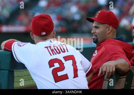 31 août 2016 : les Los Angeles Angels désignés comme frappeur Albert Pujols #5 et Mike Trout #27, joueur du centre de combat des Los Angeles Angels, discutent dans la dugout alors que les deux joueurs prennent une journée de repos dans le match entre les Cincinnati Reds et les Los Angeles Angels d'Anaheim, Angel Stadium à Anaheim, CA, photographe : Peter Joneleit(Credit image : &copy ; Peter Joneleit/Cal Sport Media/Cal Sport Media via ZUMA Wire) Banque D'Images