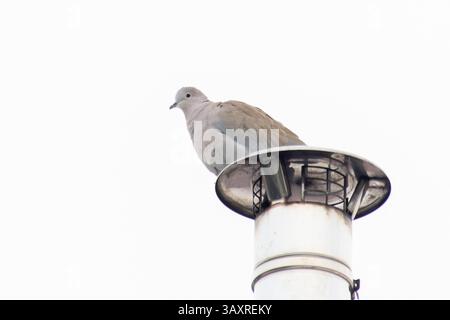 Un Streptopelia decaocto (colombe eurasienne à col) perché sur du mobilier urbain, se fondant dans le paysage urbain avec son comportement calme. Banque D'Images