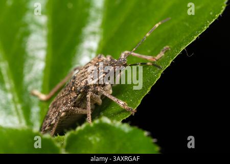 Halyomorpha halys (insecte puant marmoré brun) sur une plante d'intérieur, à la recherche de chaleur pendant les mois d'hiver dans un environnement domestique. Banque D'Images