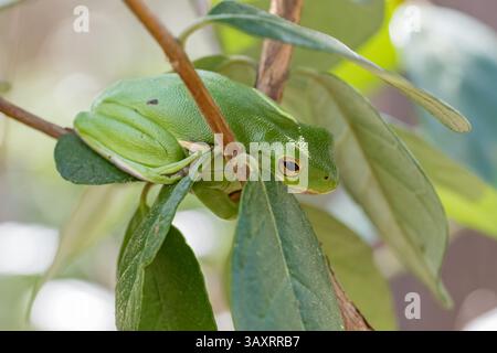 Une grenouille verte américaine, Dryophytes cinereus, un matin de printemps au Texas. Banque D'Images