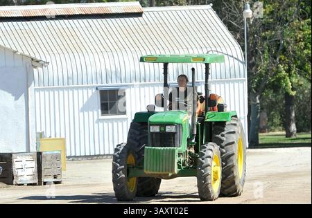 5 octobre 2016 - Fresno, CA, États-Unis - Holly Johnson de Harvest Fields Organic Farm conduit un tracteur depuis le champ Oct. 5, 2016 à Fresno, Calif. (crédit image : © John Walker/TNS via ZUMA Wire) Banque D'Images