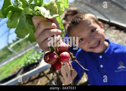 5 octobre 2016 - Fresno, CA, États-Unis - Lee Phillips, élève de la Fresno Adventist Academy, montre des radis cueillis en classe à la ferme biologique Harvest Fields, mercredi après-midi, 5 octobre 2016 à Fresno, Calif. (Crédit image : © John Walker/TNS via ZUMA Wire) Banque D'Images