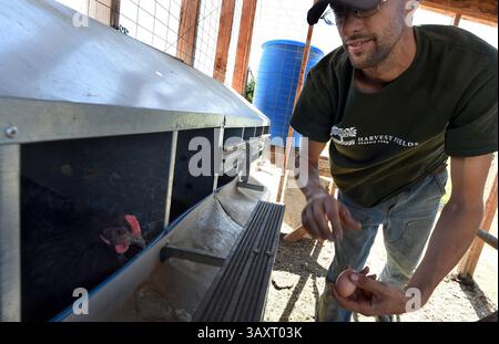 5 octobre 2016 - Fresno, CA, États-Unis - David Obermiller, président de Harvest Fields Organic Farm, collecte des œufs, mercredi après-midi, 5 octobre 2016 à Fresno, Calif. (crédit image : © John Walker/TNS via ZUMA Wire) Banque D'Images