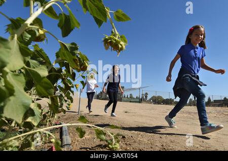 5 octobre 2016 - Fresno, CA, États-Unis - Fresno Adventist Academy, de droite à droite, Ella Merrian, Elsie Luna et Jenelle Gramajo, courir à leur classe à la ferme biologique Harvest Fields sur le campus, mercredi après-midi, 5 octobre 2016 à Fresno, Calif. (crédit image : © John Walker/TNS via ZUMA Wire) Banque D'Images