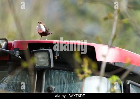 Cinclus cinclus aka benne à gorge blanche perchée sur le tracteur. Oiseau d'eau rare de république tchèque. Banque D'Images