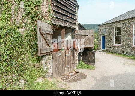 Un cheval de comté regarde hors d'une écurie un jour d'été à Morwellham Quay Devon Angleterre Banque D'Images