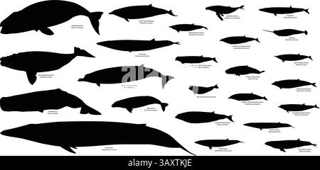 Ensemble vectoriel de baleines et images de silhouette vecteurs avec nom et nom scientifique Illustration de Vecteur