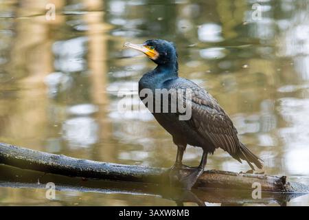 Un grand cormoran (Phalacrocorax carbo) perché sur une branche au milieu de l'eau, séchant ses ailes après une plongée de pêche. Banque D'Images