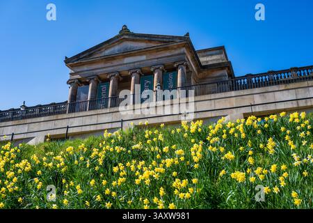 Jonquilles sur un talus en dessous de la Scottish National Gallery on the Mound à Édimbourg, Écosse, Royaume-Uni Banque D'Images