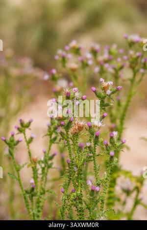 Les fleurs de chardon de taureau émergent de tiges épineuses dans un habitat naturel. Banque D'Images