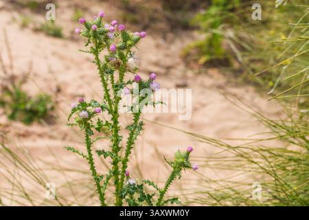 Le chardon hardi avec des feuilles épineuses et des têtes de fleurs violettes pousse sur un terrain sablonneux près de hautes herbes. Banque D'Images
