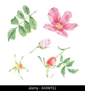 Rose sauvage rose sur illustration aquarelle de feuillage de tige isolé sur blanc. Fleurs de rose musquée, bourgeons, feuilles sur la branche clipart botanique dessiné à la main. Bunche Banque D'Images