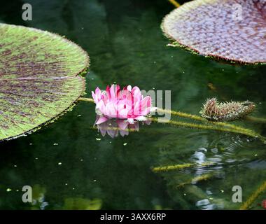 Nénuphar de l'Amazone, nénuphar royal ou nénuphar géant, Victoria amazonica, Nymphaeceae. Guyana et le bassin amazonien, Amérique du Sud. Banque D'Images