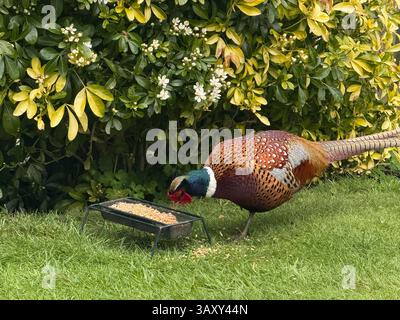 Faisan à cou rond mangeant de la nourriture pour oiseaux dans un jardin. Banque D'Images