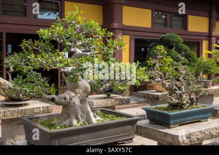 Bonsaï dans des pots en pierre au jardin Nan Lian, Hong Kong Banque D'Images
