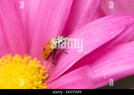 Gros plan du coccinellidae (coccinellidae) sur les pétales de fleurs dans le jardin de printemps Banque D'Images