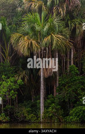 Un palmier qui se distingue parmi les autres arbres de la forêt amazonienne sur la rive du lac Sandoval. Banque D'Images