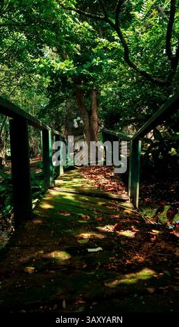 Un étroit pont en bois couvert de mousse et de feuilles tombées traverse un ruisseau calme dans un parc luxuriant, baigné par la lumière douce du soleil filtrant à travers la canopée. Banque D'Images