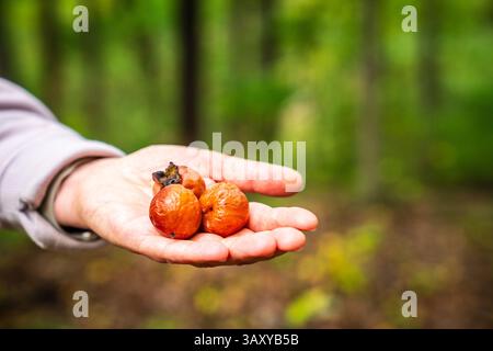 Gros plan d'une main tenant les fruits du kaki sauvage des Appalaches Banque D'Images