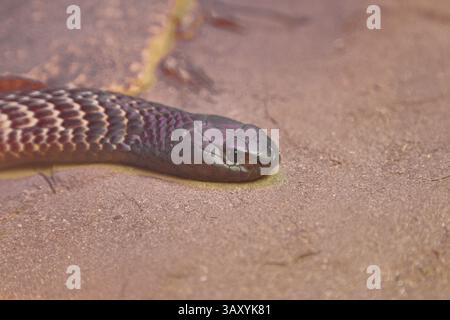 Cobra (Naja naja), sur sol sablonneux, portrait d'animaux, occurrence en Afrique, captif, Terrazoo, Rhénanie du Nord-Westphalie, Allemagne, Europe Banque D'Images