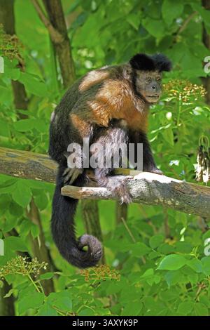 Capucin à crête (Sapajus apella), adulte, sur arbre, vigilant, Amérique du Sud Banque D'Images