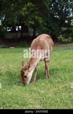 Un jeune cerf mange de l'herbe dans un champ calme et herbeux à l'ombre de grands arbres. Banque D'Images