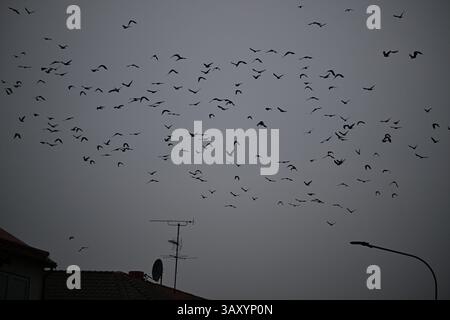 Skånes-Fagerhult, Skåne, Suède. 13 avril 2025. Essaim d'oiseaux dans le ciel. Banque D'Images