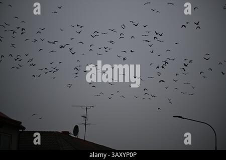 Skånes-Fagerhult, Skåne, Suède. 13 avril 2025. Essaim d'oiseaux dans le ciel. Banque D'Images