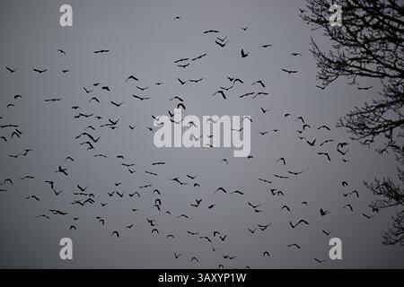 Skånes-Fagerhult, Skåne, Suède. 13 avril 2025. Essaim d'oiseaux dans le ciel. Banque D'Images