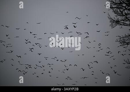 Skånes-Fagerhult, Skåne, Suède. 13 avril 2025. Essaim d'oiseaux dans le ciel. Banque D'Images