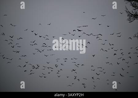 Skånes-Fagerhult, Skåne, Suède. 13 avril 2025. Essaim d'oiseaux dans le ciel. Banque D'Images