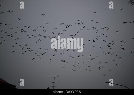 Skånes-Fagerhult, Skåne, Suède. 13 avril 2025. Essaim d'oiseaux dans le ciel. Banque D'Images