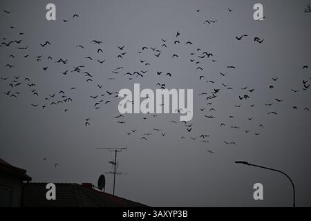 Skånes-Fagerhult, Skåne, Suède. 13 avril 2025. Essaim d'oiseaux dans le ciel. Banque D'Images