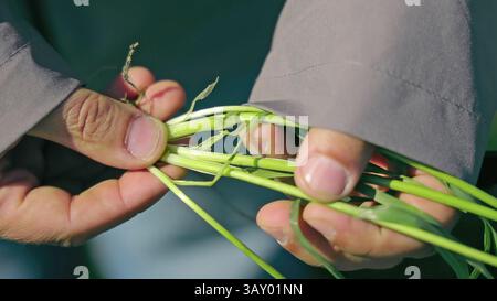 Agriculteur examinant les tiges de blé dans les mains. Gros plan d'une main de fermiers inspectant soigneusement les tiges de blé vert frais, en se concentrant sur la croissance et la santé dans Banque D'Images
