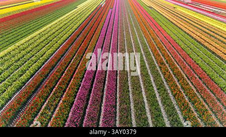 Des rangées colorées de fleurs de tulipes s'étendent à travers les champs à Flevoland, aux pays-Bas pendant la saison vibrante du printemps. Les teintes vives créent une magnifique tapisserie visuelle sous le ciel dégagé. Banque D'Images