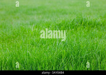 Champ d'herbe verte luxuriante gros plan. Banque D'Images