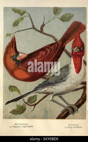 Cardinal rouge cardinal nordique (Cardinalis cardinalis), connu familièrement comme le cardinal commun, cardinal rouge, cardinal, ou Virginian Nightingale et le cardinal brésilien ou gris tiré du livre ' Canaries and cage-Birds : the food, Care, Breeding, Diseases and Treatment of all House Birds ' par Holden, George Henry, 1848-1914 date de publication 1888 auto-publié à New York, Boston, Providence par G. H. Holden Banque D'Images