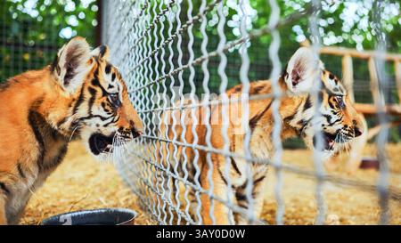 Deux petits tigres rugissant derrière une clôture en treillis métallique dans un zoo Banque D'Images