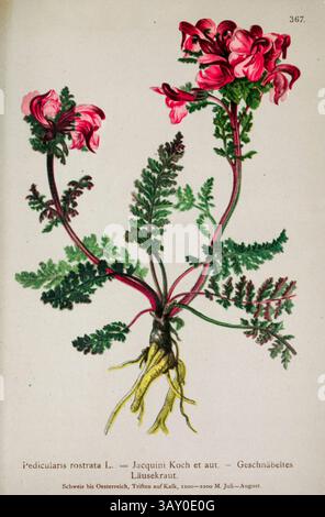 Pedicularis rostrata L. Jacquini Koch et aut. - Geschnübelies Läusekraut. porte-loupe à long nez. Dessin botanique tiré de ' Atlas der Alpenflora ' volume 3 par Hartinger, Anton, né en 1806 ; Dalla Torre, K. W. von (Karl Wilhelm), 1850-1928, Deutscher Alpenverein (fondé en 1874) publié en 1882 Banque D'Images