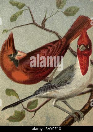 Cardinal rouge cardinal nordique (Cardinalis cardinalis), connu familièrement comme le cardinal commun, cardinal rouge, cardinal, ou Virginian Nightingale et le cardinal brésilien ou gris tiré du livre ' Canaries and cage-Birds : the food, Care, Breeding, Diseases and Treatment of all House Birds ' par Holden, George Henry, 1848-1914 date de publication 1888 auto-publié à New York, Boston, Providence par G. H. Holden Banque D'Images