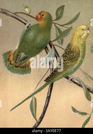 Tourterelle à tête rouge (Agapornis pullarius), et budgerigar (Melopsittacus undulatus), également connu sous le nom de perruche commune, perruche à coquille ou budgie dans le livre ' Canaries and cage-Birds : the food, Care, Breeding, Diseases and Treatment of all House Birds ' par Holden, George Henry, 1848-1914 date de publication 1888 auto-publié à New York, Boston, Providence par G. H. Holden Banque D'Images