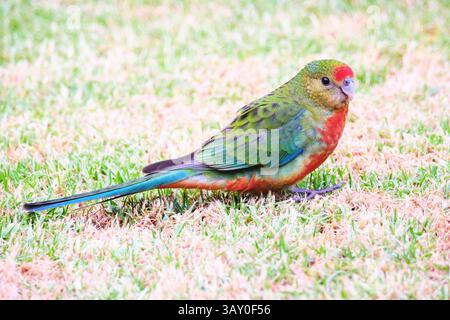 Une femelle Rosella occidentale, Platycercus icterotis, également connue sous le nom de Moyadong, une espèce de perroquet endémique du sud-ouest de l'Australie occidentale. Banque D'Images