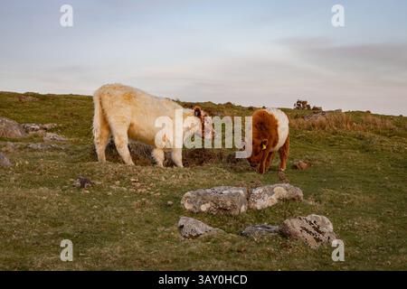 Jeunes veaux qui paissent sur la lande de Caradon Hill Bodmin Banque D'Images