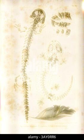L'illustration présente des études anatomiques détaillées d'un lézard, mettant en valeur sa structure squelettique, ses dents et ses textures de peau. Accompagnant le lézard sont des étiquettes descriptives et des embellissements artistiques, soulignant les subtilités de son anatomie., Andrias Scheuchzeri - Japonicus, croquis de fossiles (Andrias Scheuchzeri) et un piquet, pl. XI, après p. 713, 1883, Oswald Heer : Die Urwelt der Schweiz. Zürich : Schulthess, 1883, Art classique avec une touche moderne réinventée par Artotop Banque D'Images
