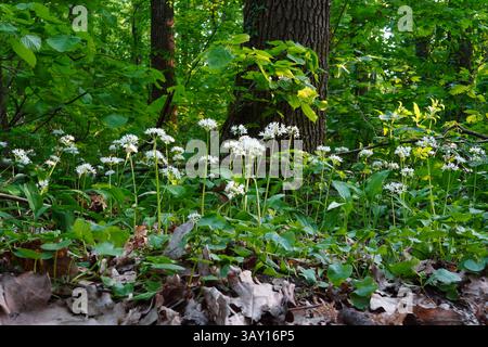 Allium ursinum (ail sauvage) fleurs blanches dans une forêt au printemps Banque D'Images