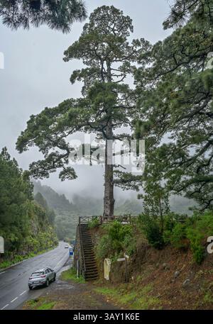 Kanarenkiefer, Nebelwald im Norden am Pino de la Cruz del Castillo, la Palma, Espagne Banque D'Images