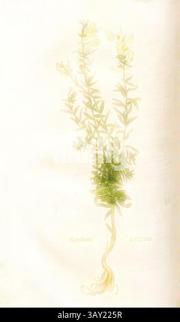 Une illustration botanique délicate mettant en scène une plante élancée avec des feuilles minces et de minuscules fleurs, élégamment représentée avec des lignes douces et éthérées. La plante émerge du sol avec des racines qui s’entrelacent subtilement, mettant en valeur sa structure complexe., Harnkraut, Fig. 309, CCCVII, Capitel CCI-CCL., Leonhart Fuchs : New Kreuterbuch, in welchem nit allein die gantz histori, das ist, namen, gestalt, statt und zeit der wachsung [...] des meysten theyls der Kreuter SO in Teutschen und andern Landen wachsen, [...] beschriben, sonder auch aller derselben wurtzel, stenabgeaft, und contraygel, [...] Banque D'Images