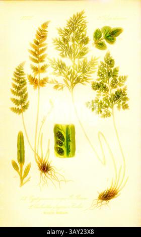 Une illustration présentant diverses fougères et plantes, avec des représentations détaillées des feuilles, des racines et des structures botaniques. Les tons verts vibrants et les dessins complexes soulignent la beauté de chaque spécimen, soulignant la diversité au sein du règne végétal., Krauser Rollfarn, A : Cryptograms crispa R. Brown - Krauser Ragweed, B : Cheilanthes fragrans Hooker - lichen-fougère parfumé, famille : 2. Polypodiaceae - Spotted Fungus Family, planche 3, après p. 14 (vol. 1), 1886, Otto Wilhelm Thomé : Prof. Dr. Thomé's Flora von Deutschland, Österreich und der Schweiz in Wort und Bild. Gera-Untermhaus : Ve Banque D'Images