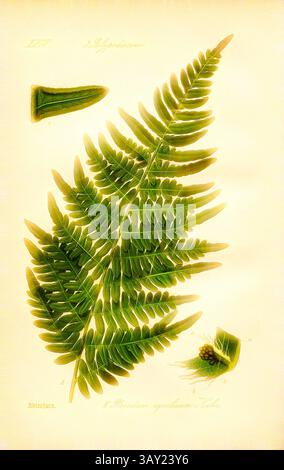 Une illustration complexe d'une fougère, avec des frondes détaillées et des éléments botaniques qui l'accompagnent, mettant en valeur la structure délicate et la beauté de la vie végétale., Adlerfarn, Pteridium aquilinum Kuhn - Bracken, famille : 2. Polypodiaceae - famille des champignons ponctués, pl. 6, après p. 18 (vol. 1), 1886, Otto Wilhelm Thomé : Prof. Dr. Thomé's Flora von Deutschland, Österreich und der Schweiz in Wort und Bild. Gera-Untermhaus : Verlag von le père Eugen Köhler, [1886]., Art classique avec une touche moderne réinventé par Artotop Banque D'Images